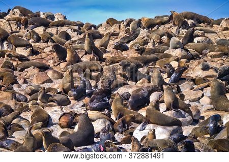 Cape Fur Seals, Arctocephalus Pusillus, Shark Alley, Geyser Rock, Dyer Island, Gansbaai, Western Cap