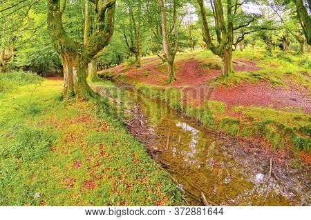 Otzarreta Beech Forest, Gorbeia Natural Park, Bizkaia, Basque Country, Spain, Europe