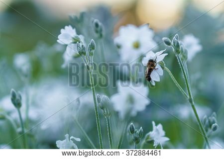 Floristics, Botany Concept - Delicate Bee On Little White Flowers From Lower Macro Angle Against Bac