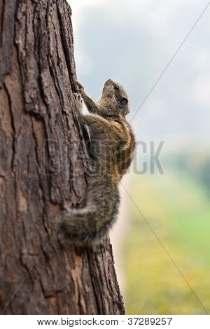 StreifenhÃ¶rnchen