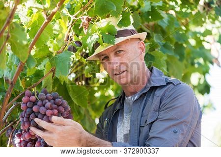 Winemaker Man In Straw Hat Examining Grapes During Vintage. Traditional Winery Culture And Winemaker