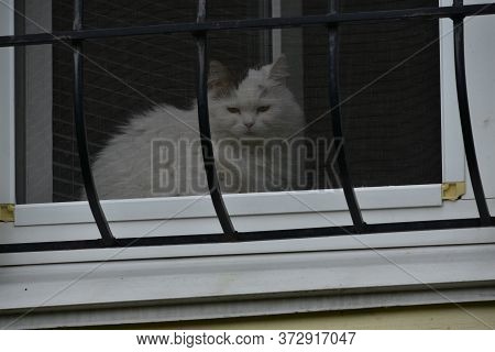 Cat At The Window. White Cat Sits On A Windowsill. Fluffy Cat Behind Bars