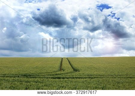 Filed Of Ripe Green Wheat Rye During Sunny Day With Blue Sky And Clouds. Agricultural Farmland Lands