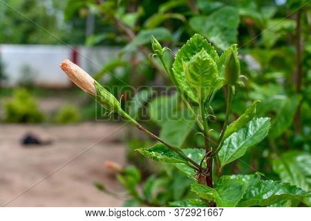 Bud Of Wite Chaina Rose Mandar Flower On Tree At The Garden.