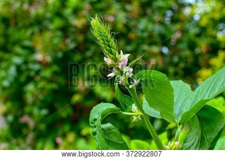 White & Purple Chainese Flowers Bud With Green Leaves On Blur Background.