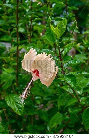 Wite Chaina Rose Mandar Flower With Green Leaves & Branches At The Garden