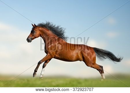 Beautiful Bay Horse Running Gallop On The Wild. Bay Stallion Running On Nature. Purebred Saddle Hors