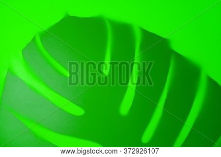 The Shadow Of A Tropical Leaf Monstera On A Green Background On The Left.
Background Of Leaves.
