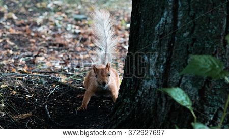 A Red Squirrel Jumps On And Around A Tree In The Garden.