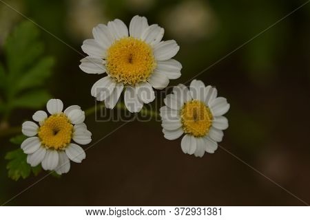 Matrikariya Flowers In The Garden. White Tanacetum Parthenium Blossoms
