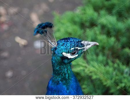 Portrait Of Beautiful Peacock With Crest, Purple. Nature, Ornithology, Ecology.