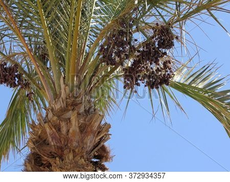 Date Palm. Date Fruits. Palm Tree On A Blue Background. Palm Tree Against Blue Sky Background.tropic
