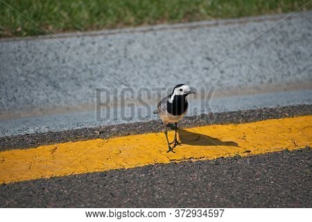 Amazing Small Gray Bird Wagtail Stay On  The Yellow Dividing Line Of The Gray Asphalt Road In Sunny 