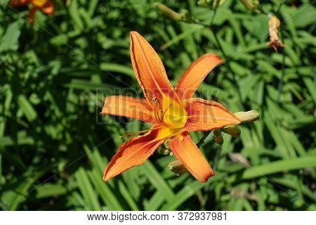 Bright Orange Flower Of Tawny Daylily In Mid June