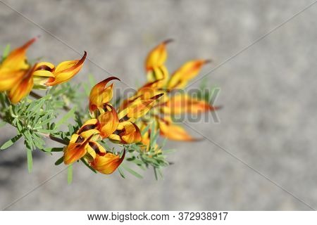 Lotus Vine - Latin Name - Lotus Maculatus