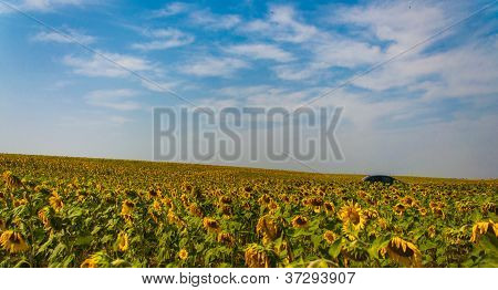 Auto guida attraverso i campi di girasole