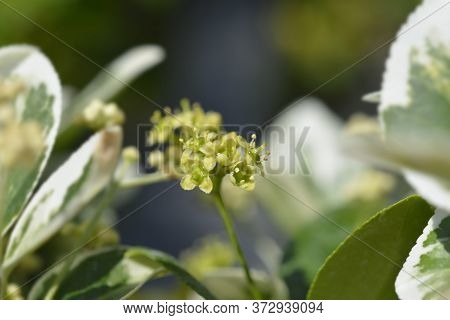 Wintercreeper Emerald Gaiety Flowers - Latin Name - Euonymus Fortunei Emerald Gaiety