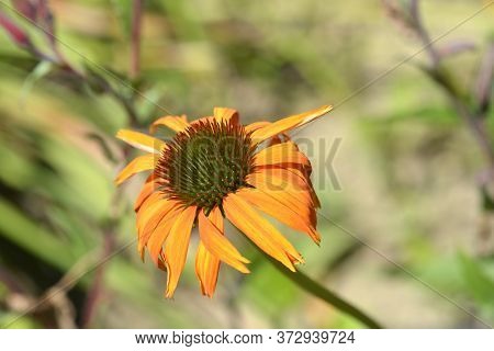 Coneflower Hot Lava Orange Flower - Latin Name - Echinacea Purpurea Hot Lava