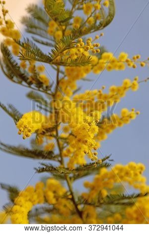 Twig Of Yellow Mimosa Flowers With The Blue Sky Background Symbol Of Women's Day