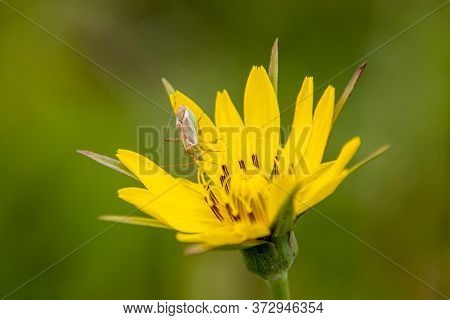Miridae Bug On A Yellow Flower In The Garden