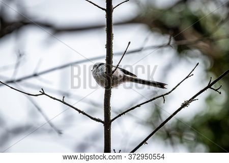 Long-tailed Tit Or Long-tailed Bushtit (aegithalos Caudatus)
