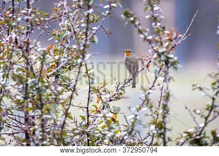 European Robin (erithacus Rubecula) In The Foresst