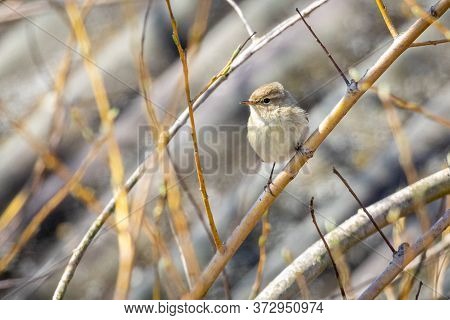 Dusky Warbler (phylloscopus Fuscatus) On A Tree