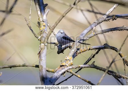 Long-tailed Tit Or Long-tailed Bushtit (aegithalos Caudatus)