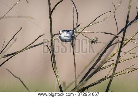Long-tailed Tit Or Long-tailed Bushtit (aegithalos Caudatus)