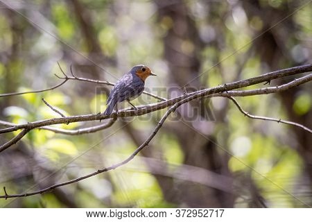 European Robin (erithacus Rubecula) In The Foresst
