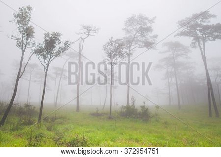 Big Trees Are Standing In Forest With Foggy At Rainy Season In Tropicana Location At North Of Thaila