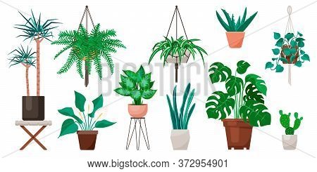 Vector Set Of Indoor Plants And Flowers In Pots. Modern And Trendy Home Decor