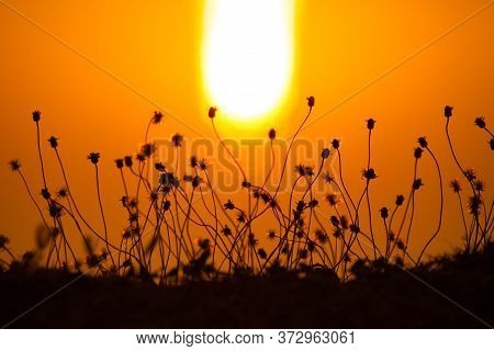 A Beautiful Flower With Orange Vivid Color Background Of Sunset Going Down  In Tropicana South East 