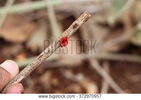 Colorful Tick Parasite Trombidiidae. Closeup Shoot Of Red Velvet Mite.