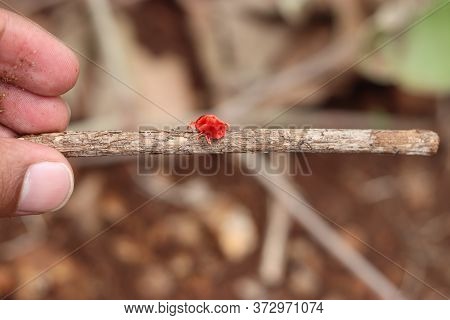 Colorful tick parasite Trombidiidae. Closeup shoot of red velvet mite.