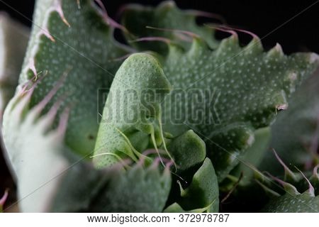Leaves Of A Faucaria Tigrina