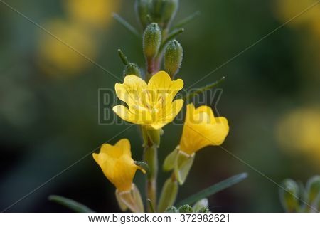 Flower Of A Small Sundrops, Oenothera Perennis