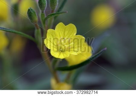 Flower Of A Small Sundrops, Oenothera Perennis