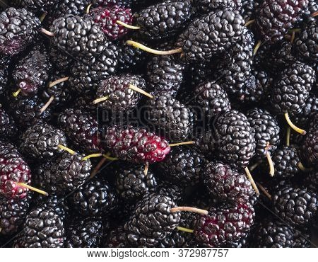 Fresh Mulberries Background. Texture Mulberries Close Up. Background Of Black Berries. Various Fresh