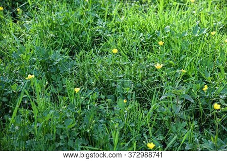 Beautiful Green Grass Sprouted On White Sand
