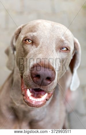 Weimaraner Portrait. Hound. Close Up Portrait Of A Weimaraner, Outdoors With Warm Afternoon Sun.