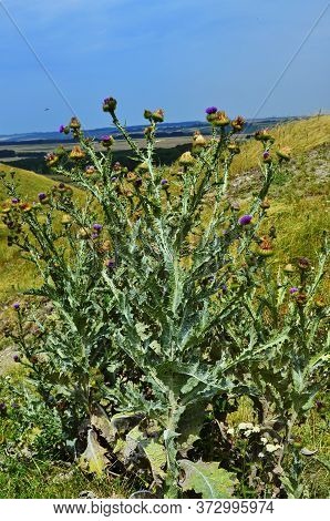 Onopordum Acanthium (cotton Thistle, Scotch Thistle), Is A Flowering Plant In The Family Asteraceae.