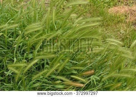 Hordeum Murinum Aka Wall Barley Or False Barley Grass Plant