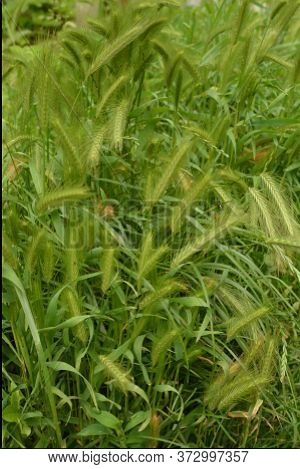Hordeum Murinum Aka Wall Barley Or False Barley Grass Plant