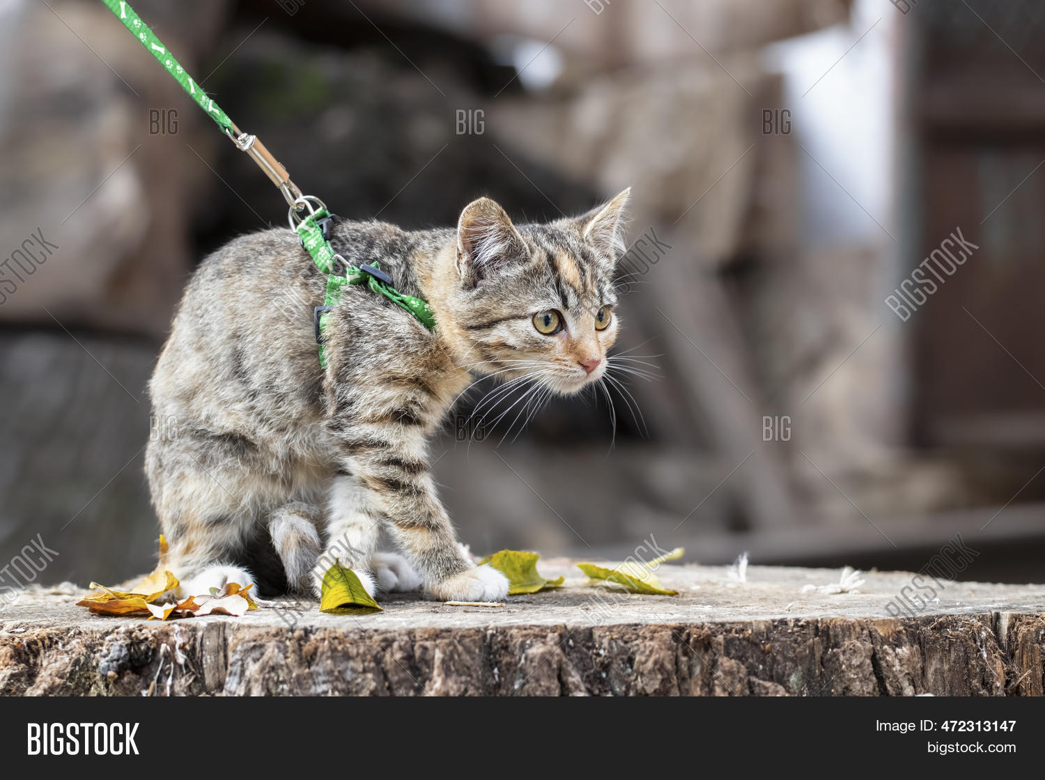 Stray Cat Shelter. Image & Photo (Free Trial) Bigstock