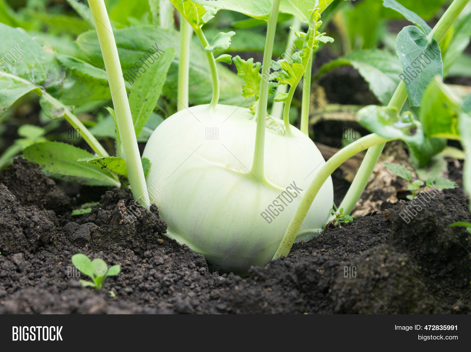 Kohlrabi Turnip Has Image & Photo (Free Trial) Bigstock