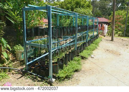 An Image Cat's Mustache Tree Plants In Multi-level Fertigation