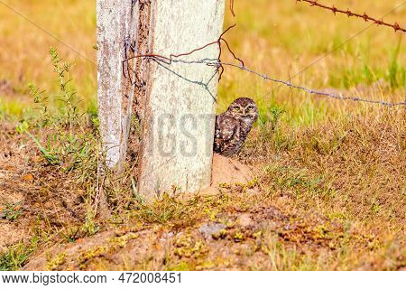 Owel Behind A Fence Staring The Camera
