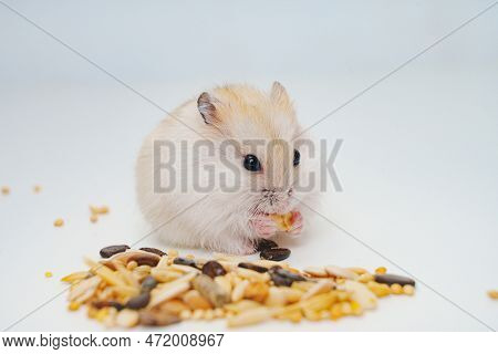 A Small White With Red Dzungar Hamster Eats Seeds On A White Table.
