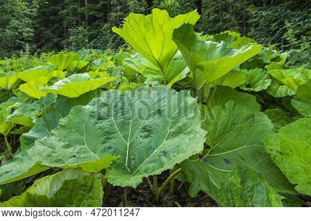 Butterburs With Large Rhubarb-like Leaves. The Largest Wild European Plant